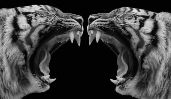 Deux Tigre Colère Rugissant Sur Fond Noir — Photo
