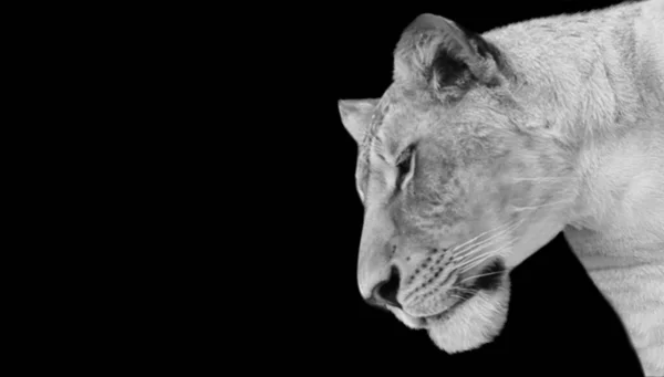Agressivo Feminino Lion Closeup Retrato Fundo Preto — Fotografia de Stock
