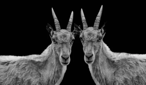 สองฝาแฝด ลไพน Ibex Closeup Face — ภาพถ่ายสต็อก