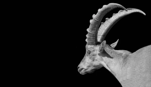 Big Horn Alpine Ibex Agresywna Twarz Czarnym Tle — Zdjęcie stockowe