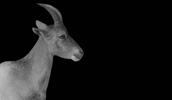 Mountain Alpine Ibex Close Seup Dark Background — стоковое фото