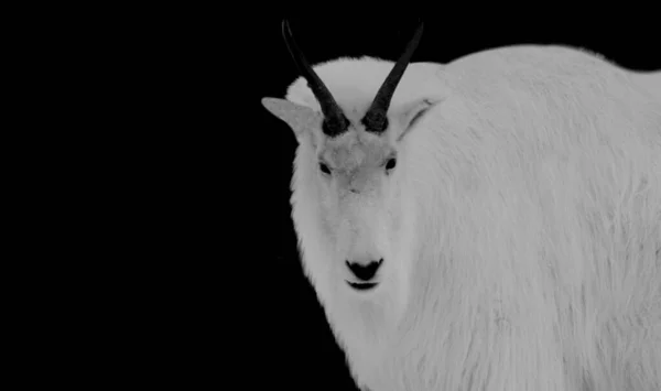 Портрет Білої Кози Тлі Чорного Фону — стокове фото