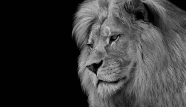黒と白のライオンの美しい顔の暗い背景 — ストック写真