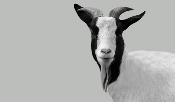 Big Horn Goat Happy Face Sur Fond Noir — Photo