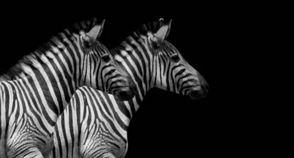 Duas Zebras Andando Sobre Fundo Preto — Fotografia de Stock