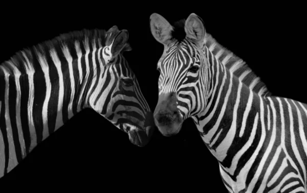 Zwei Glücklich Zebras Loving Auf Die Schwarz Hintergrund — Stockfoto