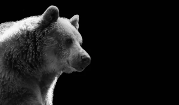 Büyük Siyah Ayı Karanlık Arkaplanda Gülümsüyor