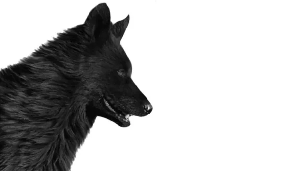 Czarny Pies Schipperke Izolowany Czarnym Tle — Zdjęcie stockowe