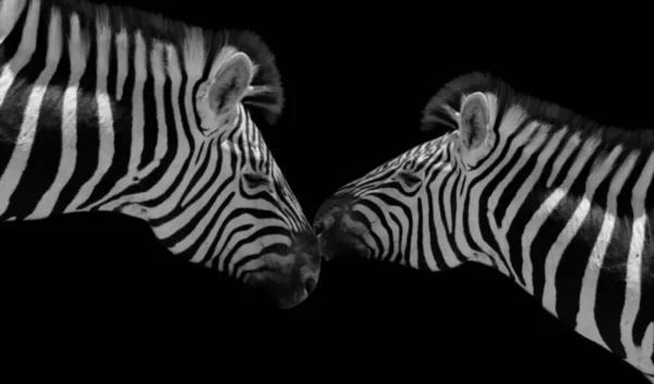 Zebra Kocha Się Sobą Czarnym Tle — Zdjęcie stockowe