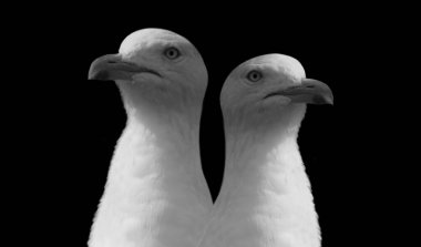 Siyah Arkaplanda İki Beyaz Martı Kuşun Portresi