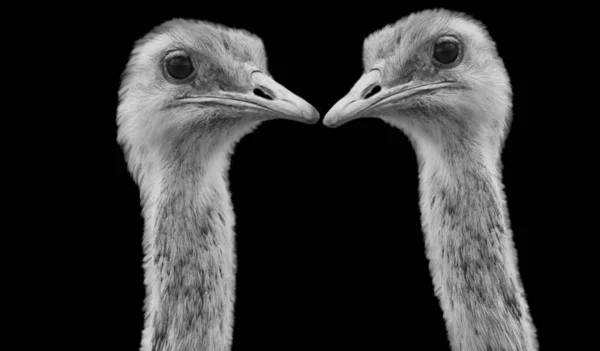 Twee Paar Struisvogel Schattig Gezicht Portret Donkere Achtergrond — Stockfoto