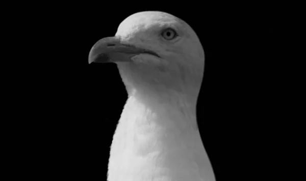 White Seagull Face Black Background — Stok Foto