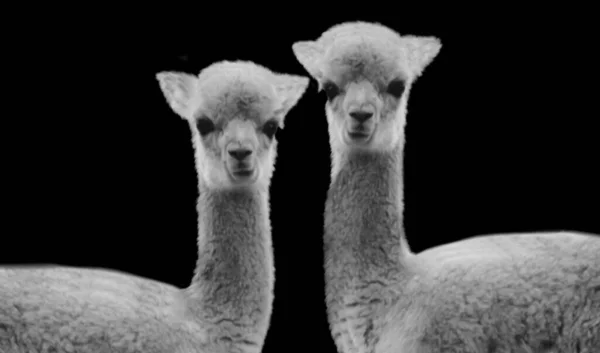 Dois Alpaca Woolly Bonito Sobre Fundo Preto — Fotografia de Stock