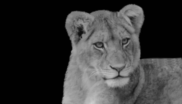 危险的可爱狮子坐在黑色的背景上 — 图库照片