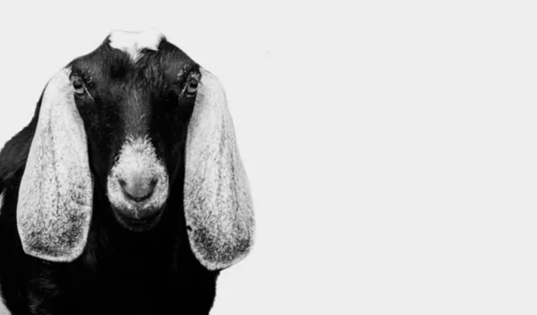 Cute Black Goat Izolowane Szarym Tle — Zdjęcie stockowe