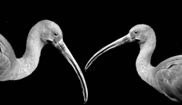 Dwa Piękne Ptaki Ibis Czarnym Tle — Zdjęcie stockowe