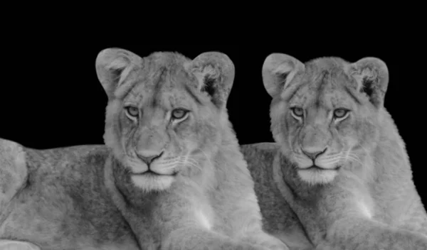 黒い背景に座っている2つの美しいライオンズ — ストック写真