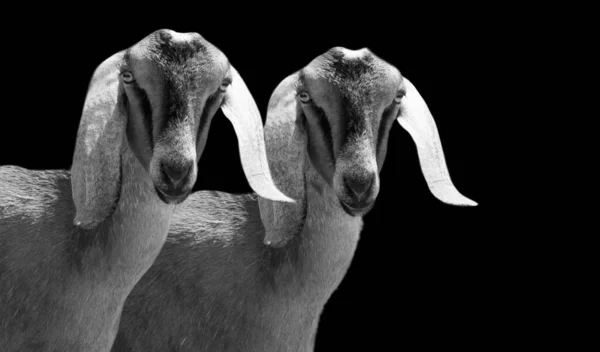 Дві Чорно Білі Кози Обличчя Чорному Тлі — стокове фото