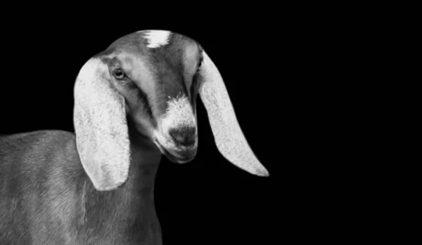 暗い背景に幸せな面白いヤギの肖像画 — ストック写真