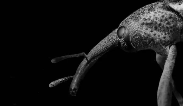 Portrait Insecte Weevil Noir Blanc Sur Fond Noir — Photo