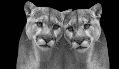 Siyah Arkaplanda İki Güzel Çift Puma