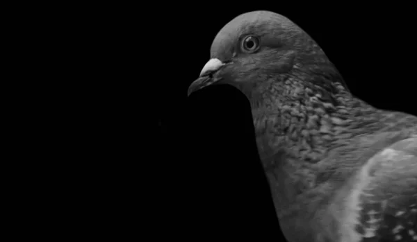 Beautiful Pigeon Portrait Face Black Background — Stock Photo, Image