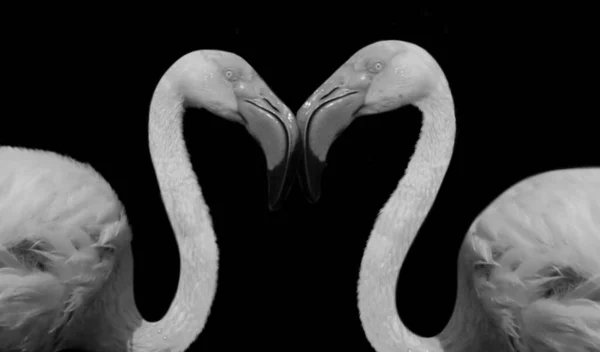 Zwei Paar Flamingo Portrait Gesicht Auf Dem Schwarzen Hintergrund — Stockfoto