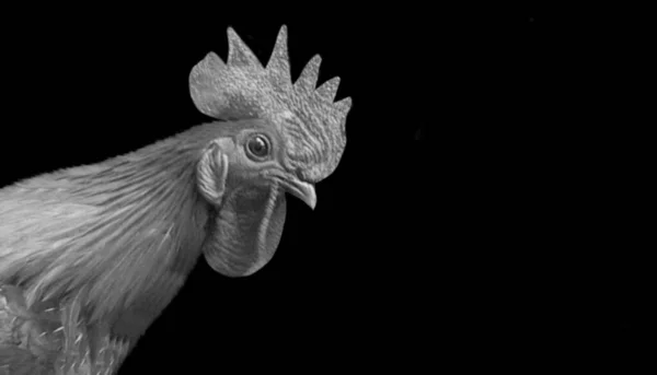 Schwarz Weißes Hennen Porträt Dunklen Hintergrund — Stockfoto