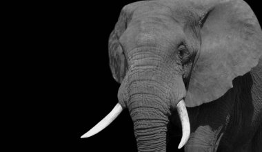 Siyah Arkaplanda Büyük Afrika Fil Portresi