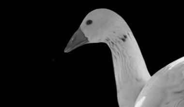 Koyu Arkaplanda Uzun Boynlu Beyaz Kaz Portresi