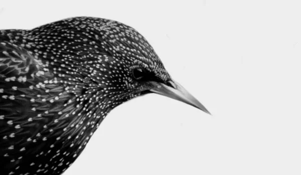 Mooie Witte Vlekken Starling Bird Face Witte Achtergrond — Stockfoto