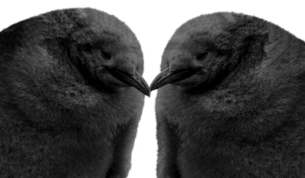 Cute Big Hair King Penguin Closeup White Background — Stock Photo, Image