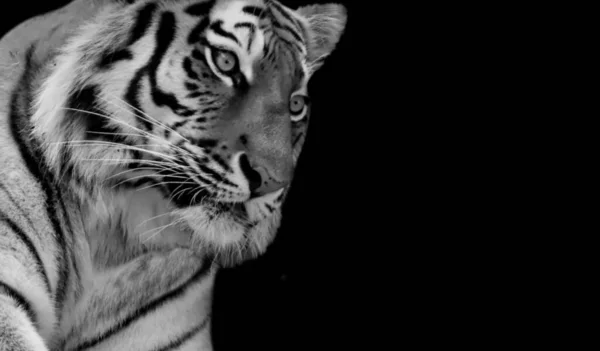 Tigre Regard Colère Avec Les Yeux Colère Sur Fond Noir — Photo