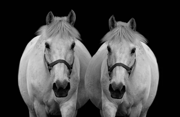 黒い背景に立つ2頭の美しい白馬 — ストック写真