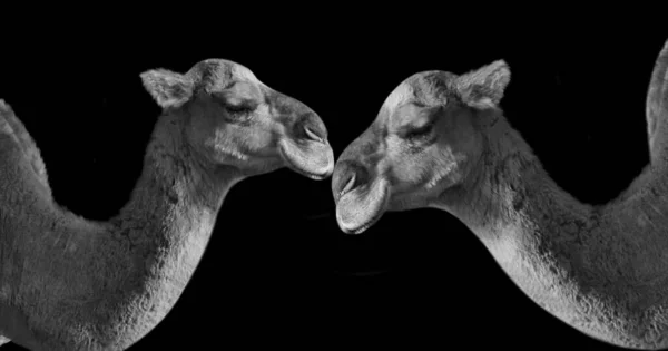 Casal Deserto Camelo Juntos Fundo Preto — Fotografia de Stock