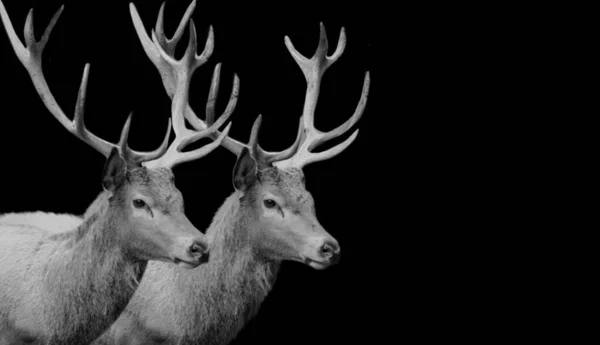 黒の背景に2つの長い角鹿 — ストック写真