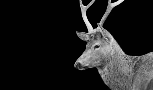 かわいいですアメージング鹿の閉鎖でビッグアントラーズ — ストック写真