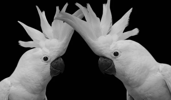 Két Gyönyörű Fehér Kakadu Fekete Háttér — Stock Fotó