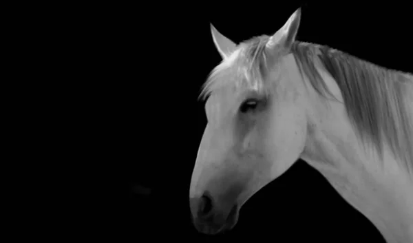 暗い黒の背景に白い馬のクローズアップ顔 — ストック写真