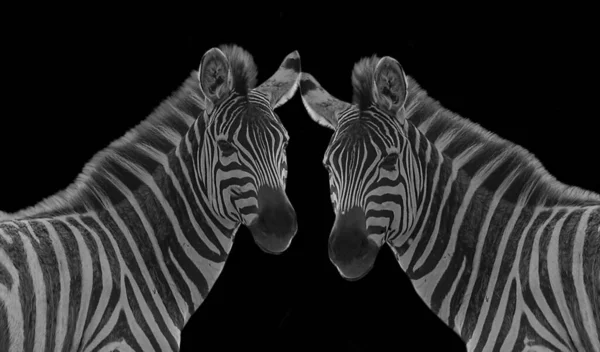 Два Зебры Стоят Вместе Портрет Черном Фоне — стоковое фото