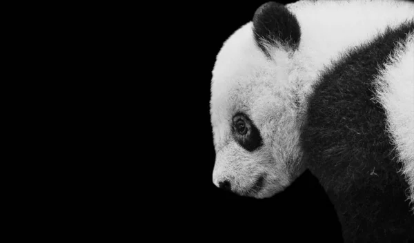 Roztomilý Panda Portrét Černém Pozadí — Stock fotografie