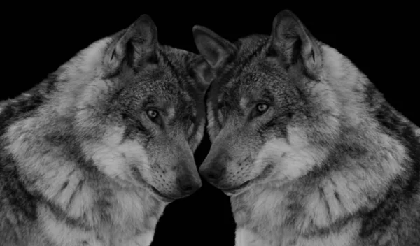 Twee Verbazingwekkende Wolf Liefde Donkere Achtergrond — Stockfoto