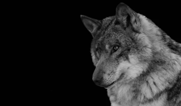 Belle Tête Loup Portrait Sur Fond Noir — Photo