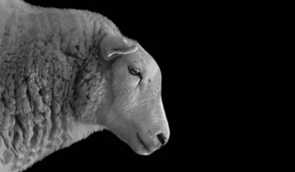 White Sheep Cute Face Dark Background — Stock Photo, Image