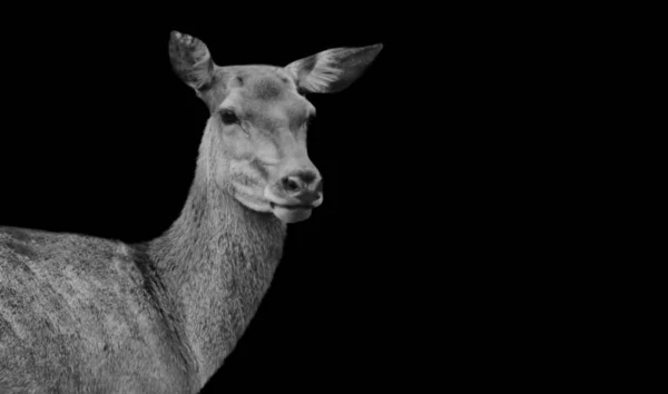 黒の背景に女性鹿の肖像画 — ストック写真