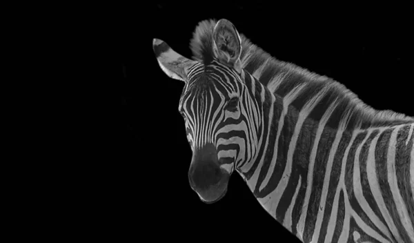 Schwarz Und Weiß Bezaubernde Zebra Nahaufnahme Gesicht — Stockfoto