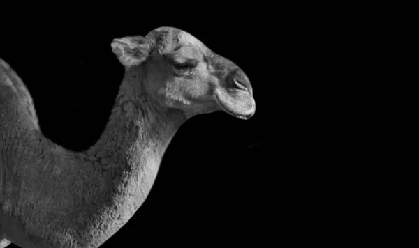 黑暗黑色背景下的大骆驼脸 — 图库照片