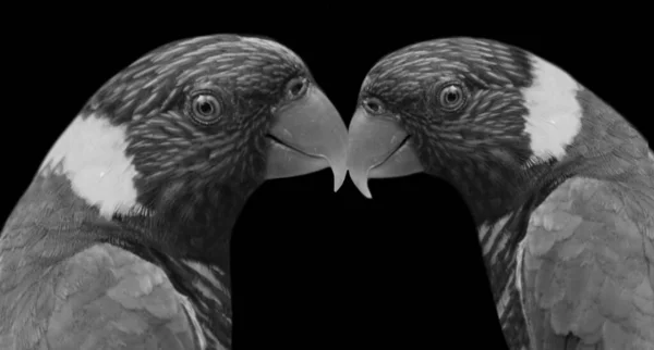 Schöne Papagei Paar Auf Dem Schwarzen Hintergrund — Stockfoto