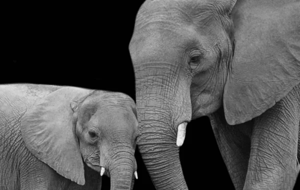 Anne ve Bebek Fil Karanlık Arkaplanda Yakın Çekim