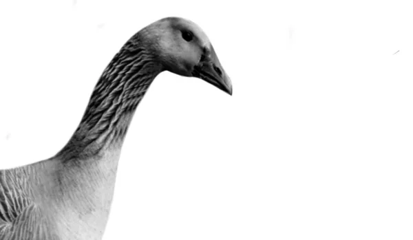 Black White Goose Face Isolated White Background — Stock Photo, Image